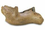 Juvenile Woolly Mammoth Half Mandible with M-M Molars - Poland #295854-5